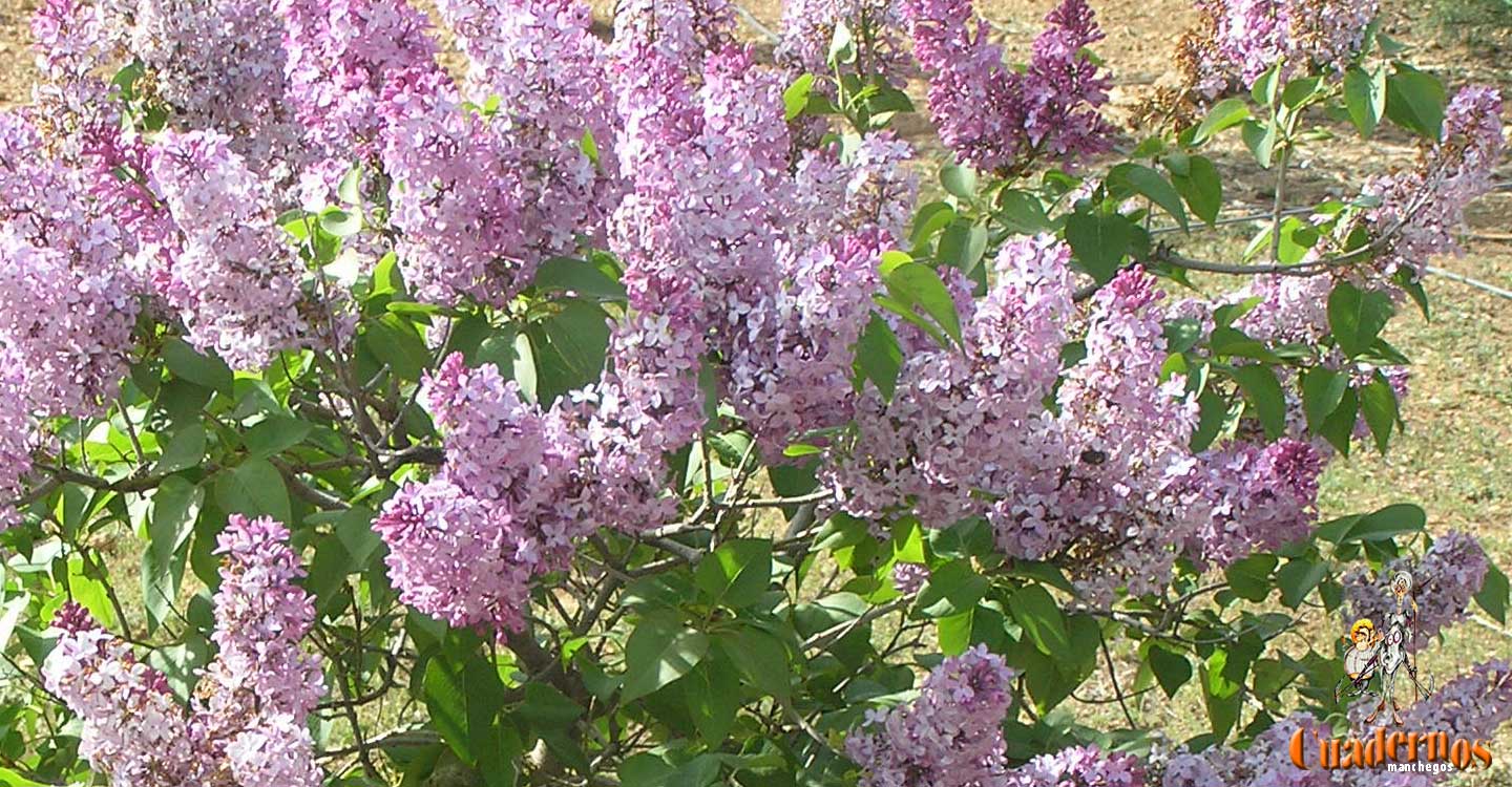 Syringa Vulgaris