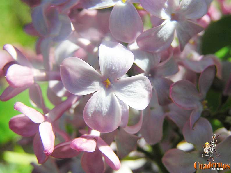 Syringa Vulgaris