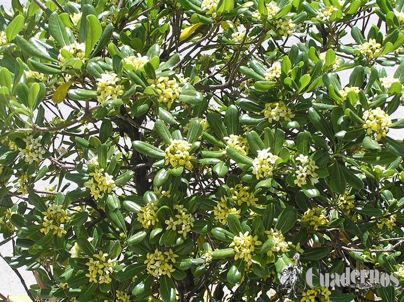 Pittosporum tobira