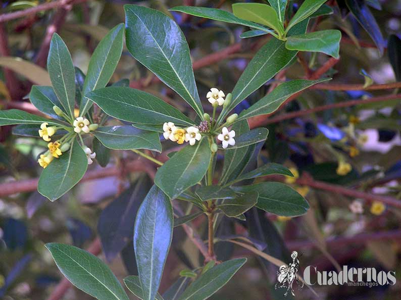 Pittosporum tobira