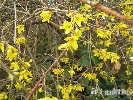 Forsythia x intermedia Tomelloso