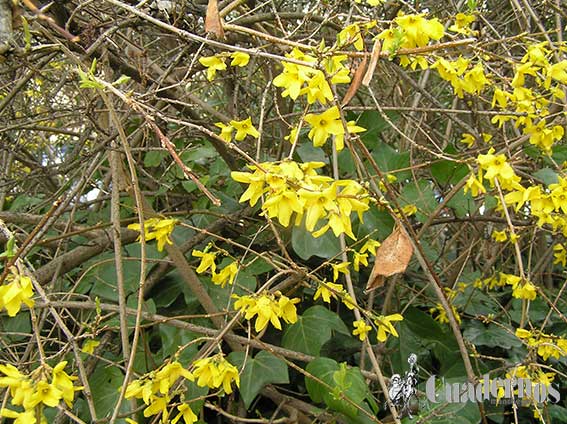 Forsythia x intermedia Tomelloso