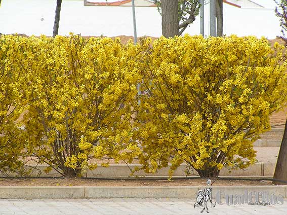 Forsythia x intermedia Tomelloso