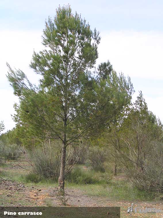 Pino carrasco