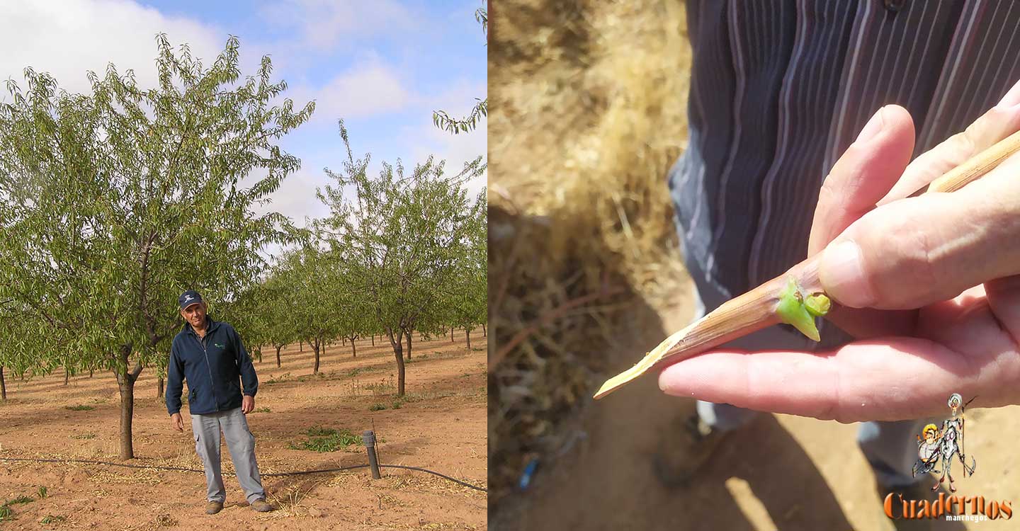 Plantación de viñedos en Tomelloso