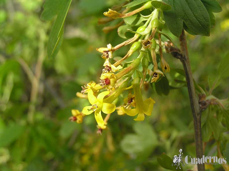 Grosellera Dorada