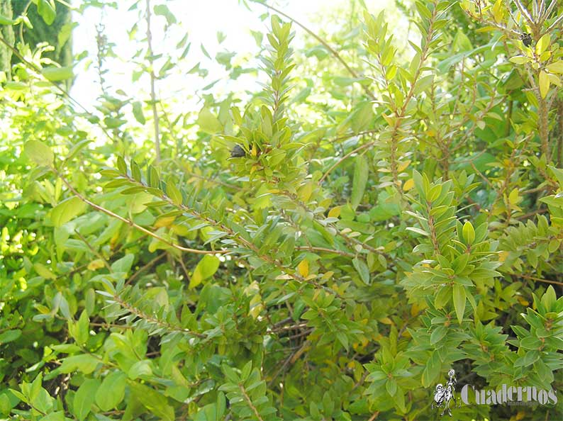 Plantas arbustivas de Tomelloso Myrtus Communis L.