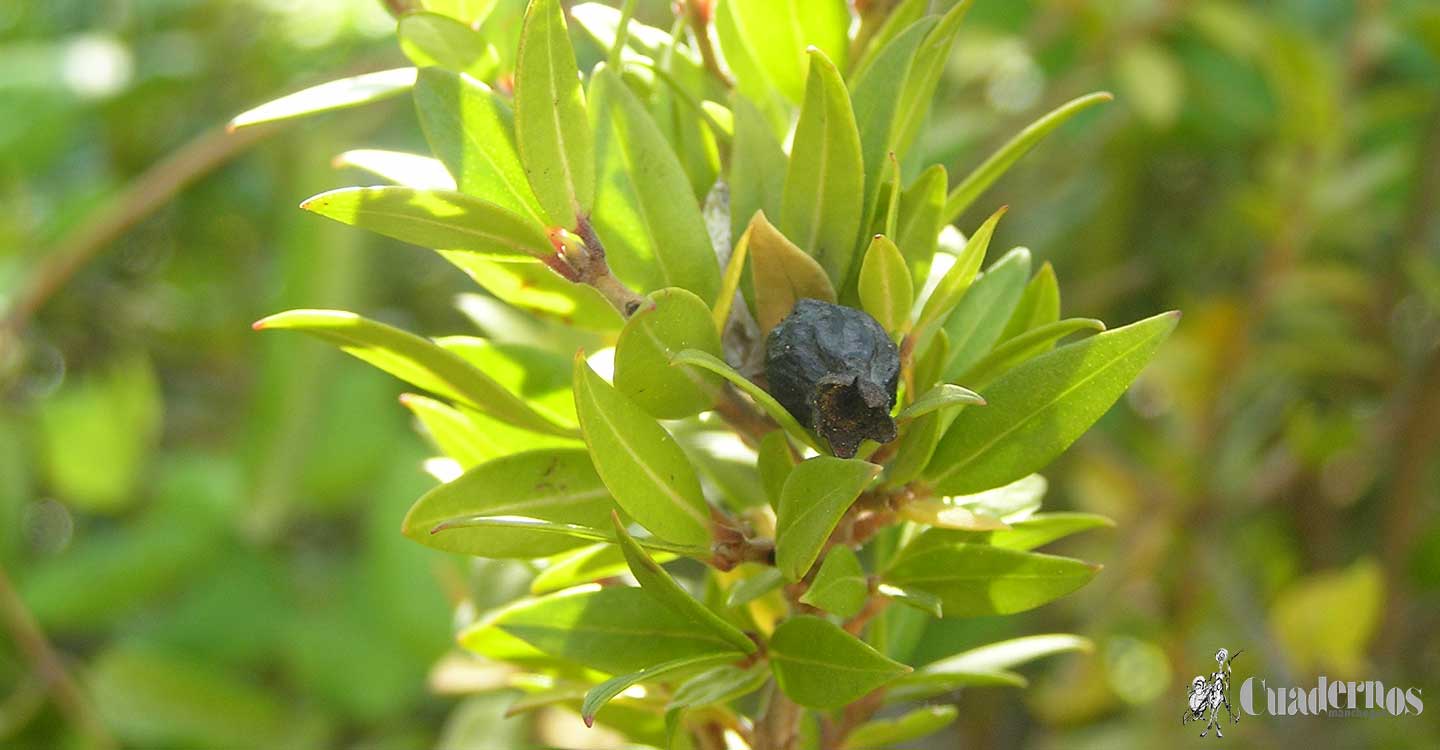 Plantas arbustivas de Tomelloso (2)