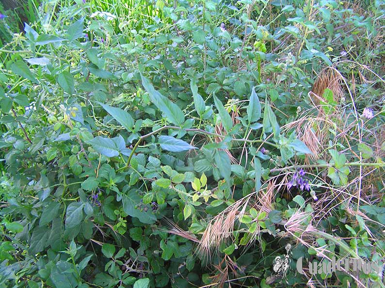 Solanum Dulcamara