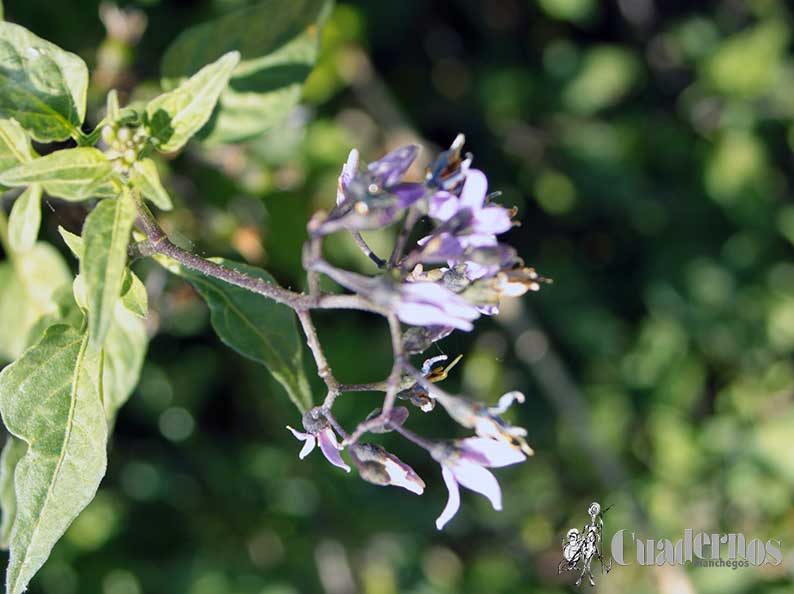 Solanum Dulcamara