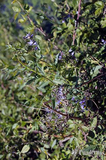 Solanum Dulcamara