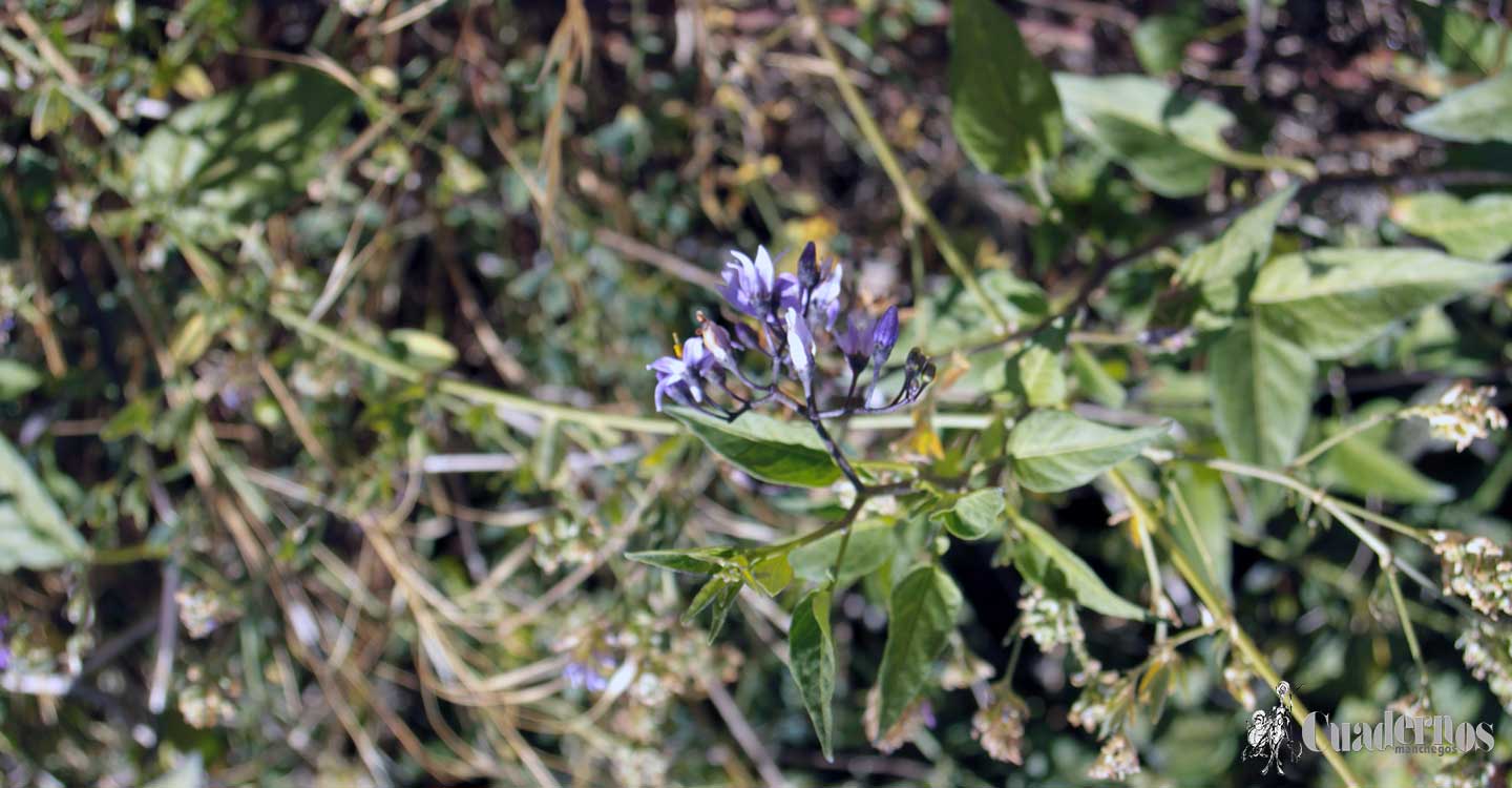 Plantas de Tomelloso catalogadas como venenosas (XII) 