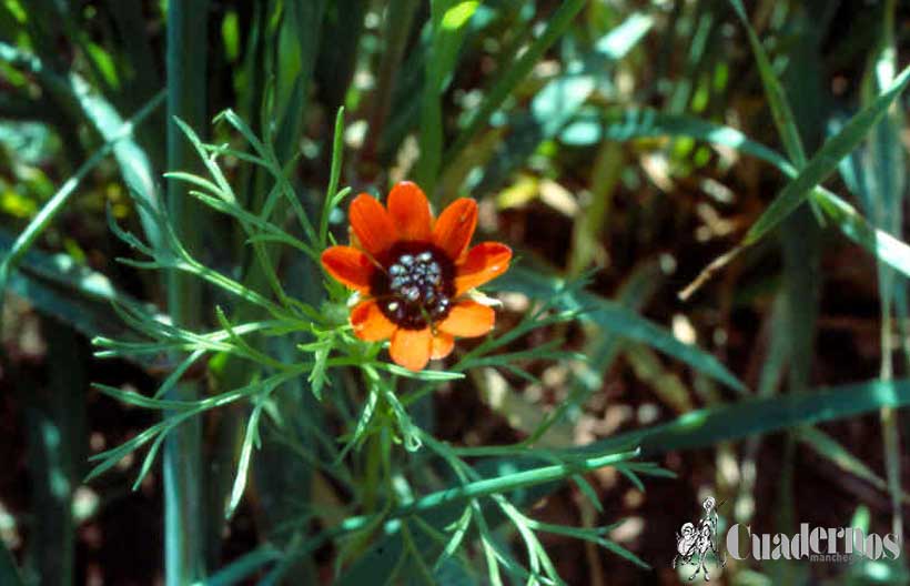 Adonis Aestivalis