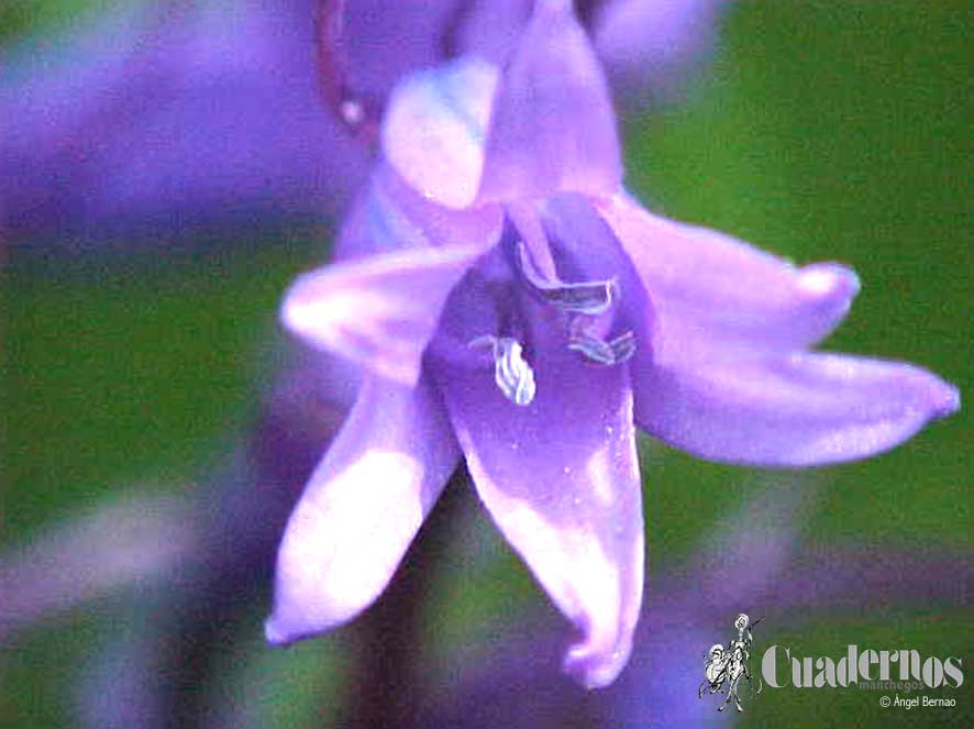 Campanula Rapunculus