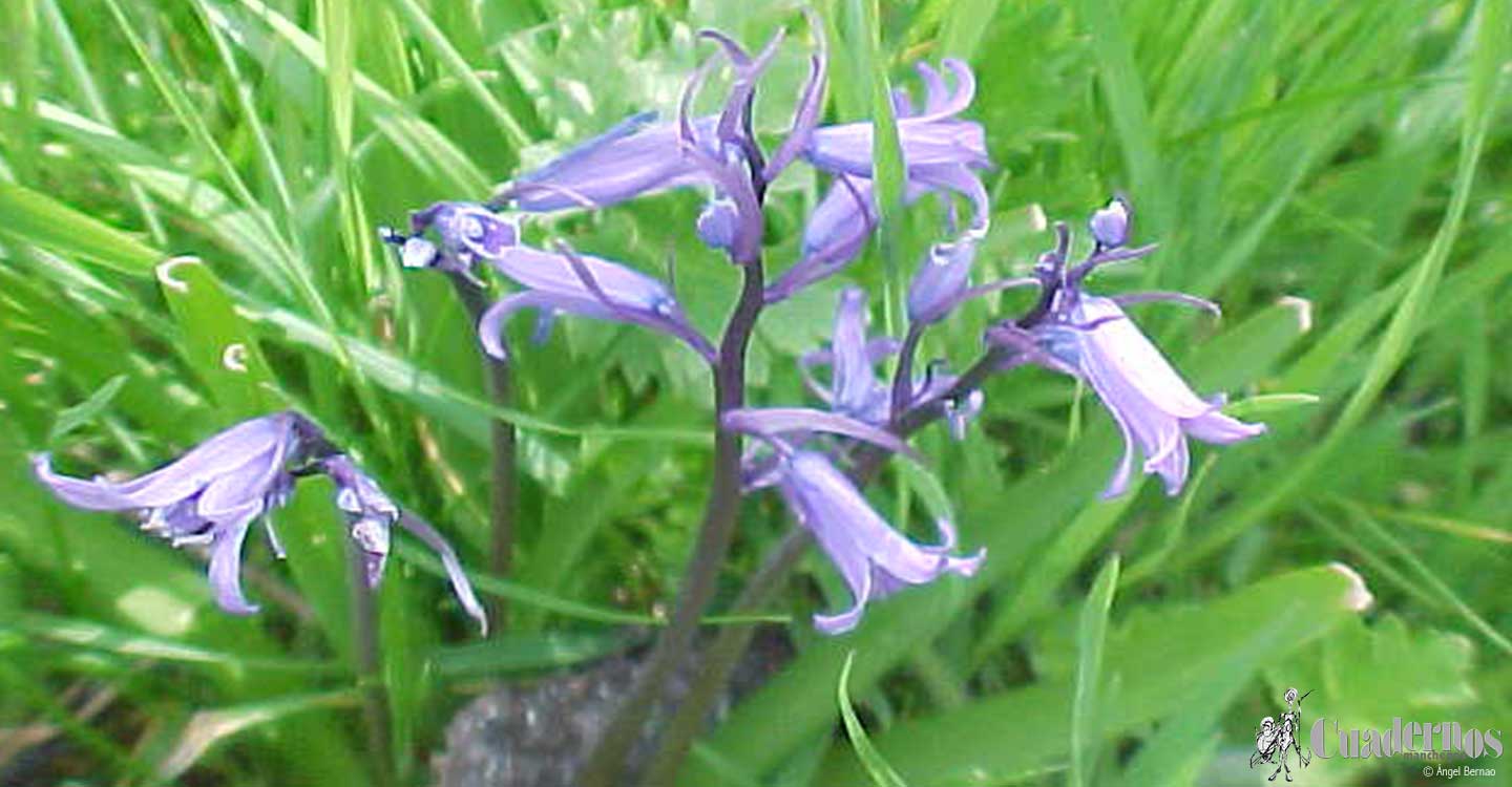 Plantas silvestres comestibles (2) : Campanula rapunculus L. - Rapóntigo-Rapónchigo