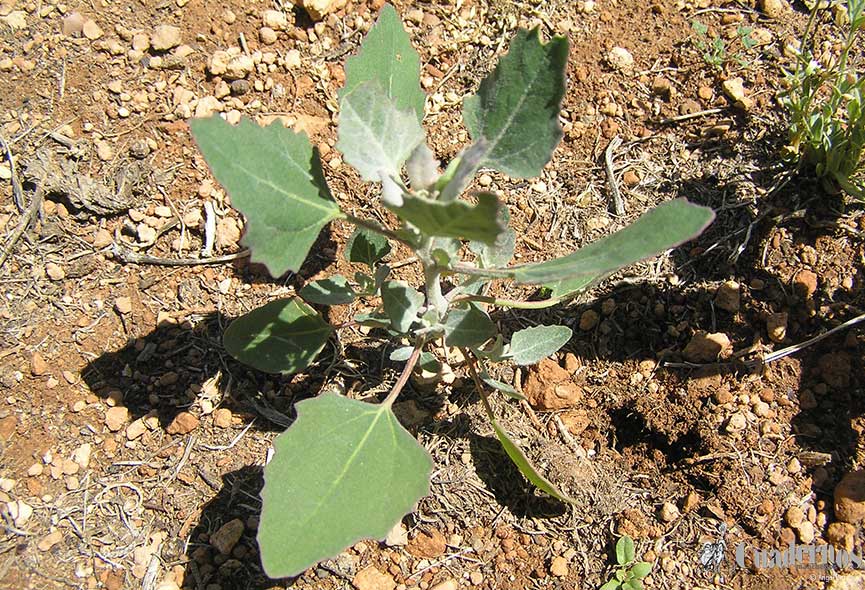 Chenopodium