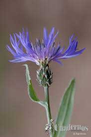 Centaurea Cyanus