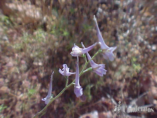 Delphinium gracile DC.