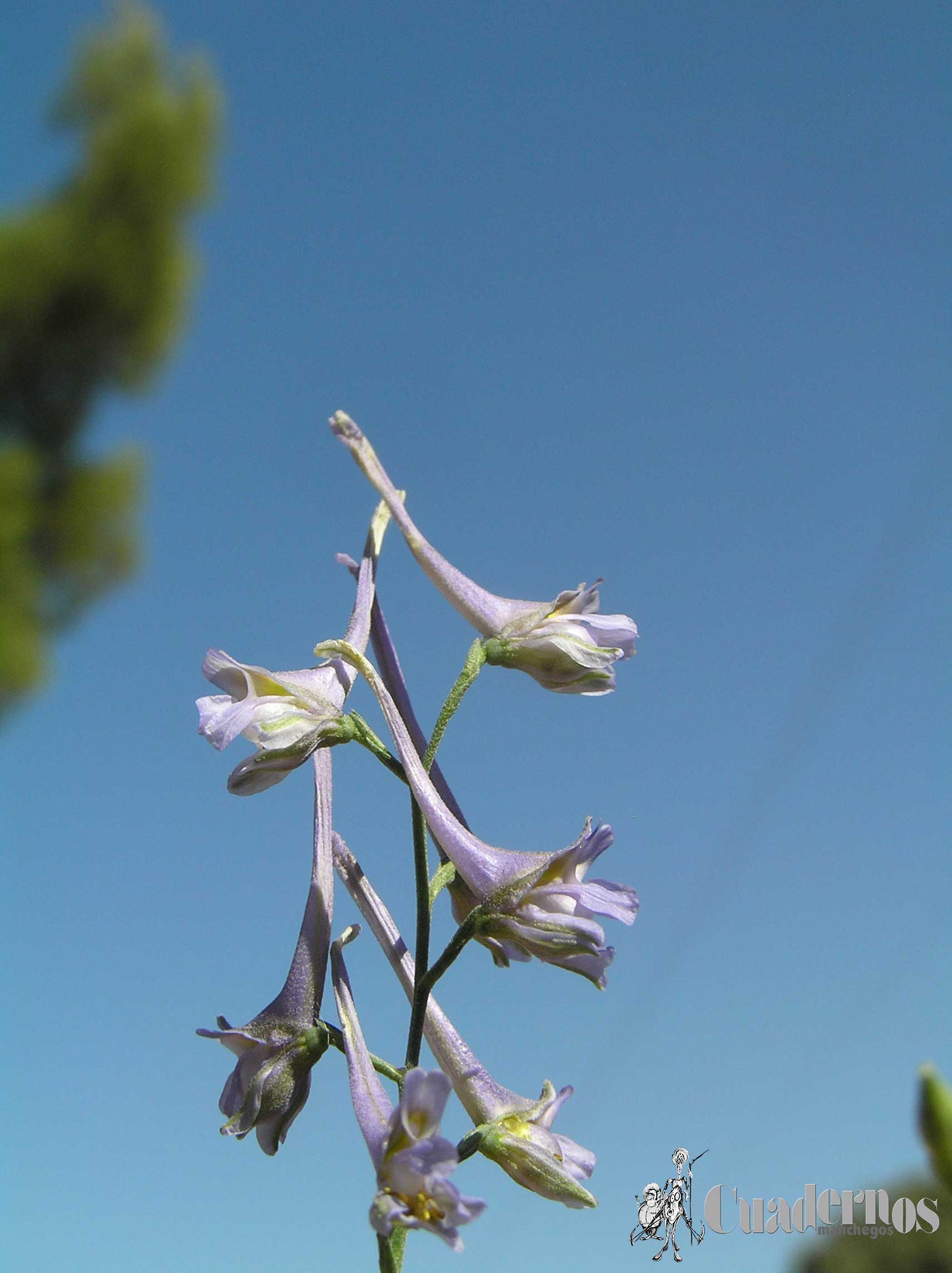 Delphinium gracile DC.