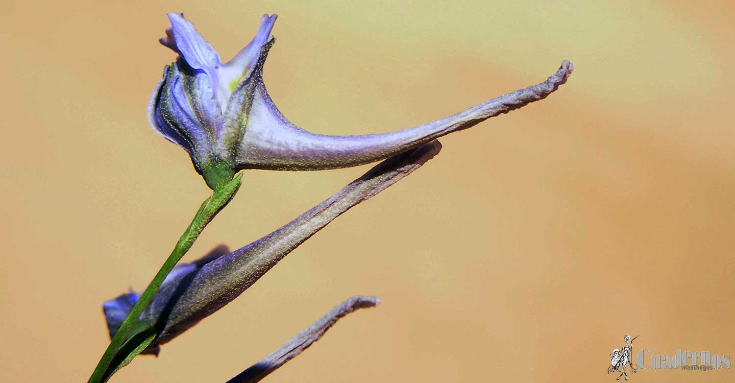 Plantas silvestres de la Comarca de Tomelloso : Delphinium gracile DC.