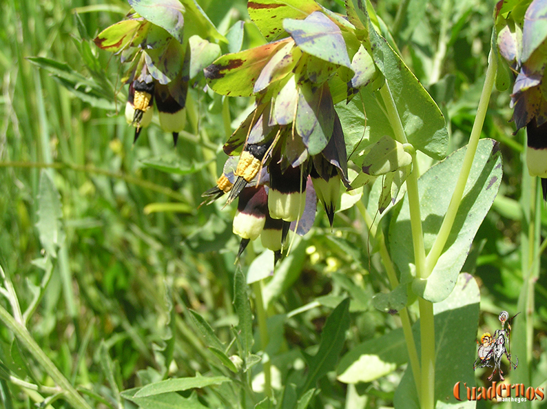 Cerinthe Major