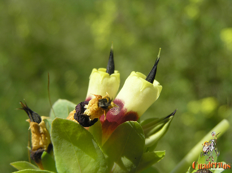 Plantas silvestres de la Comarca de Tomelloso : Cerinthe major L.