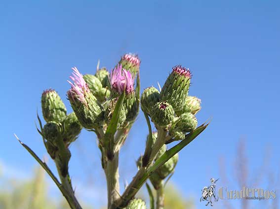 Cirsium Flavispina Tomelloso