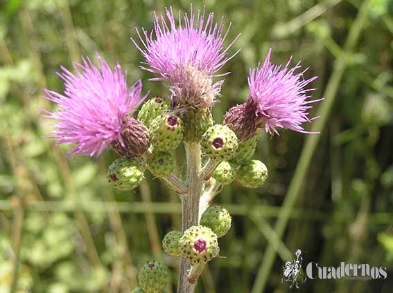 Cirsium Flavispina Tomelloso