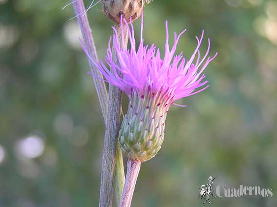 Cirsium Flavispina Tomelloso