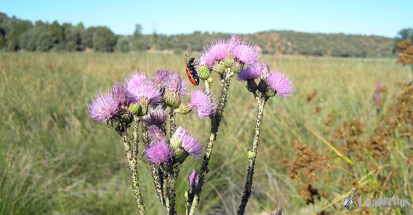 Plantas silvestres de la Comarca de Tomelloso : Cirsium flavispina Boiss. ex DC