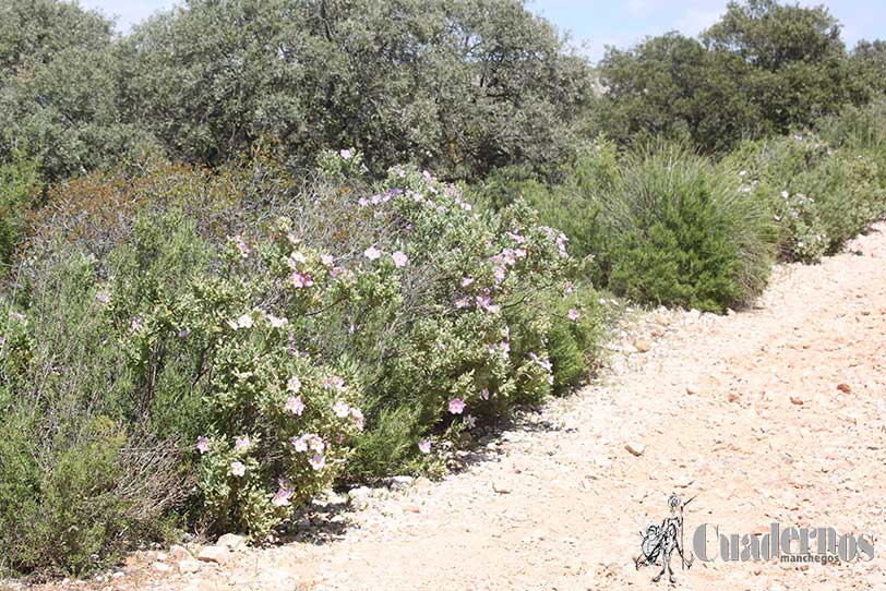 Cistus Albidus