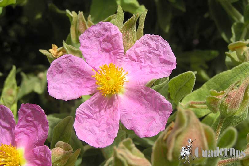 Cistus Albidus