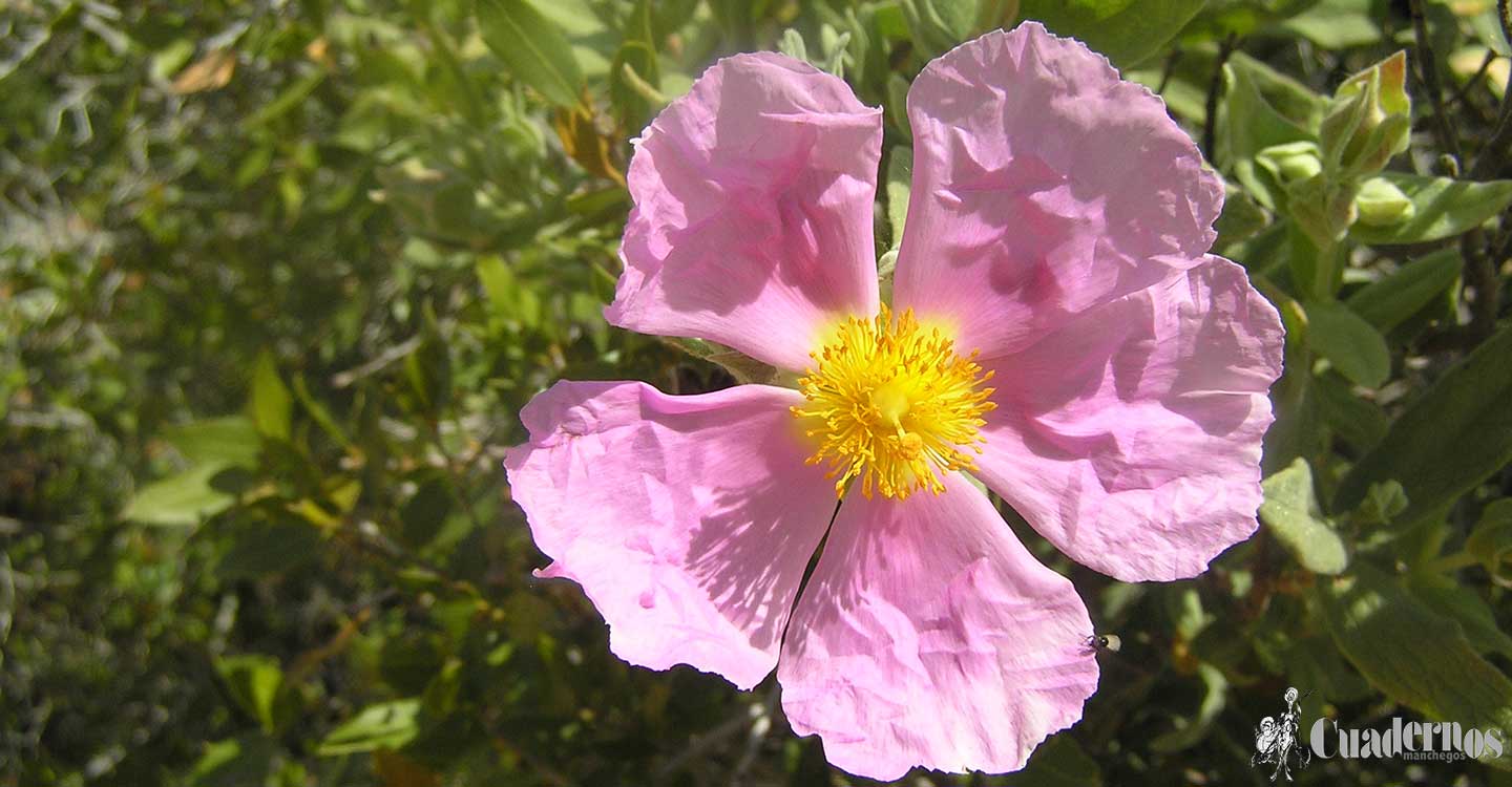 Plantas silvestres de la Comarca de Tomelloso : Cistus albidus L.