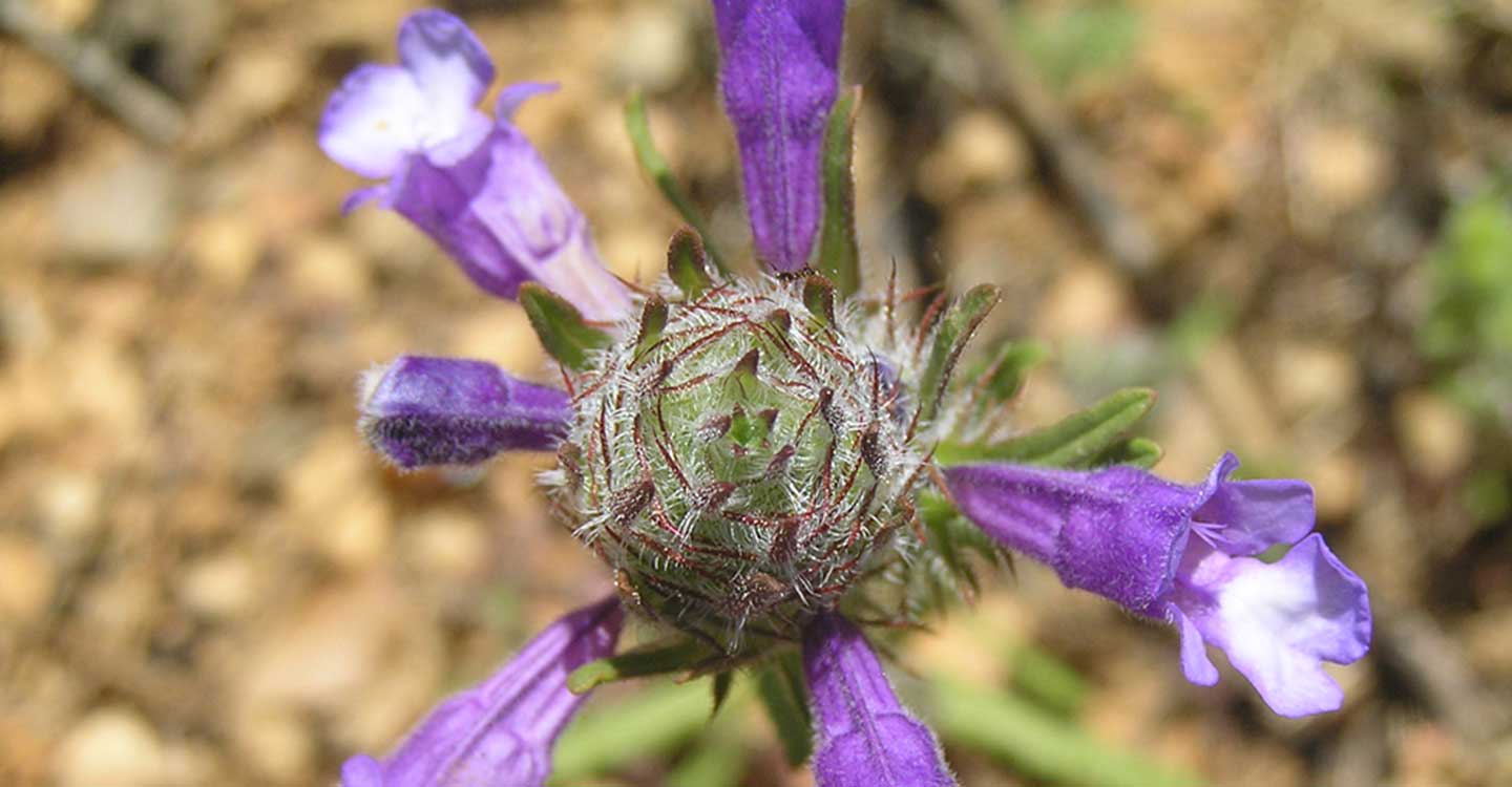 Plantas silvestres de la Comarca de Tomelloso : Cleonia lusitánica (L.) L.