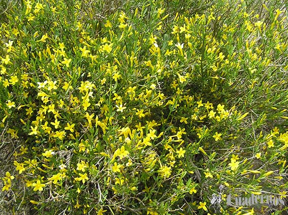 Jasminum Fruticans