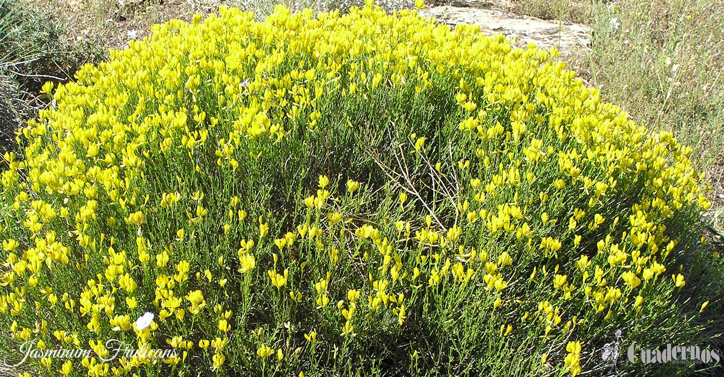 Plantas silvestres de la Comarca de Tomelloso : Jasminum fruticans L. 