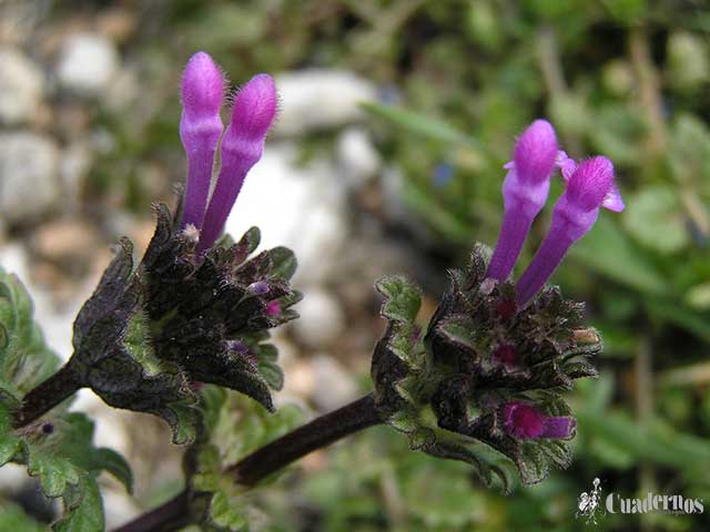 Lamium amplexicaule