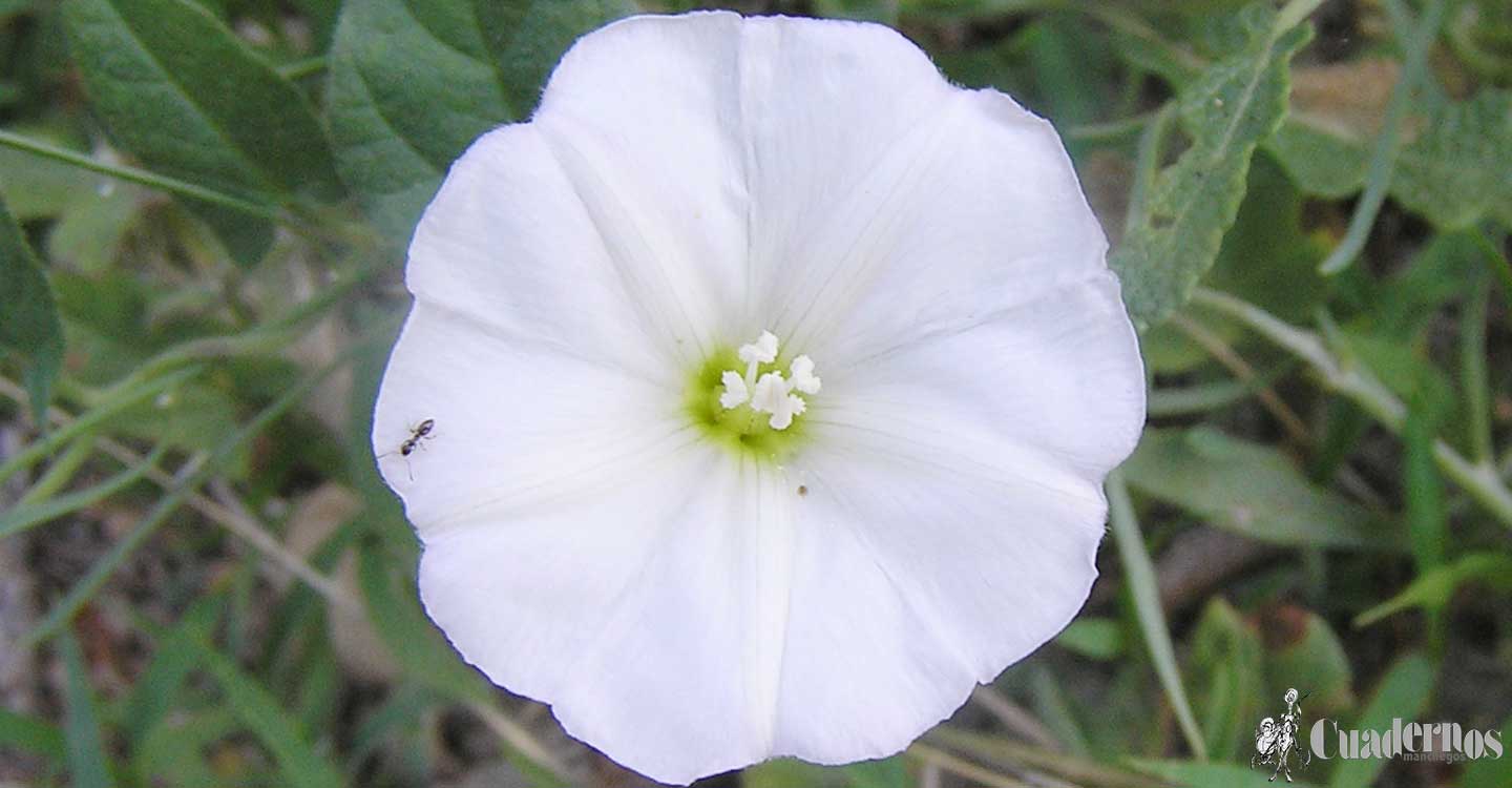 Plantas silvestres de la Comarca de Tomelloso : Convolvulus arvensis L.