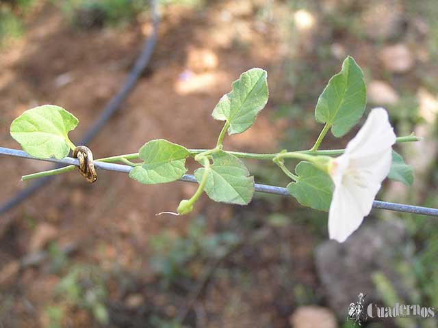 Convolvulus Arvensis