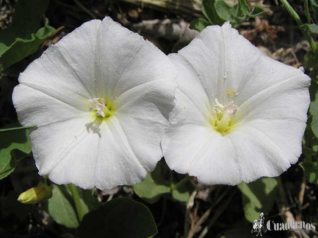 Convolvulus Arvensis