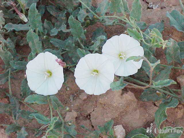 Convolvulus Arvensis