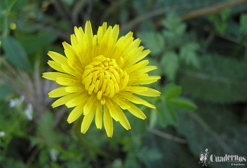 Taraxacum