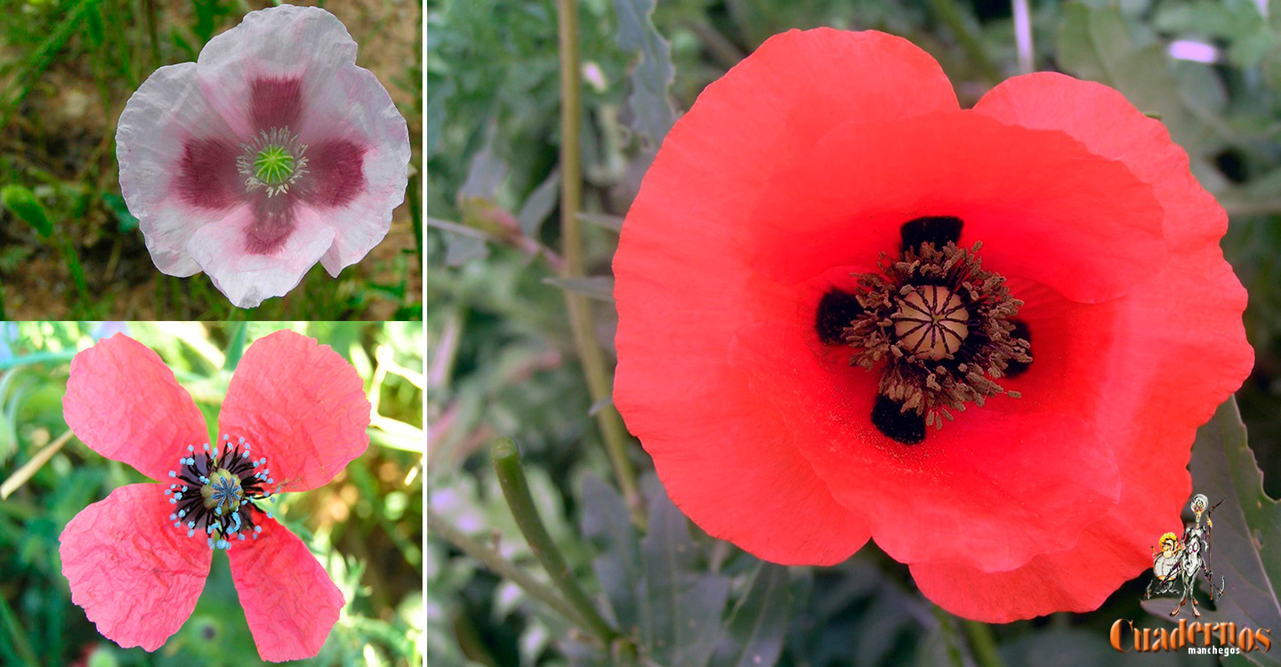 Plantas silvestres de la Comarca de Tomelloso: "Papaver Rhoeas L., Papaver hybridum L. y Papaver somniferum L."