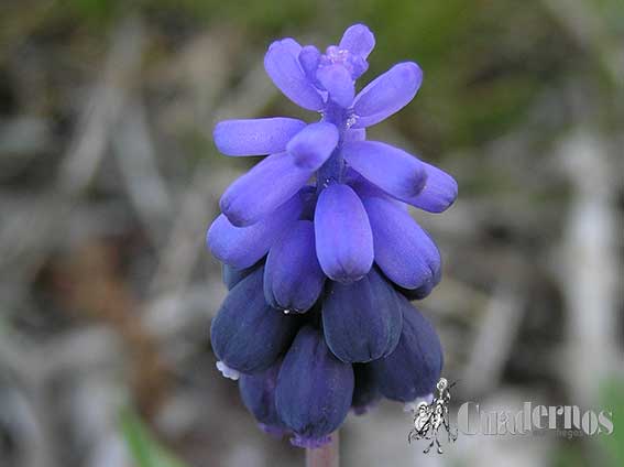 Muscari comosum (L.) Miller