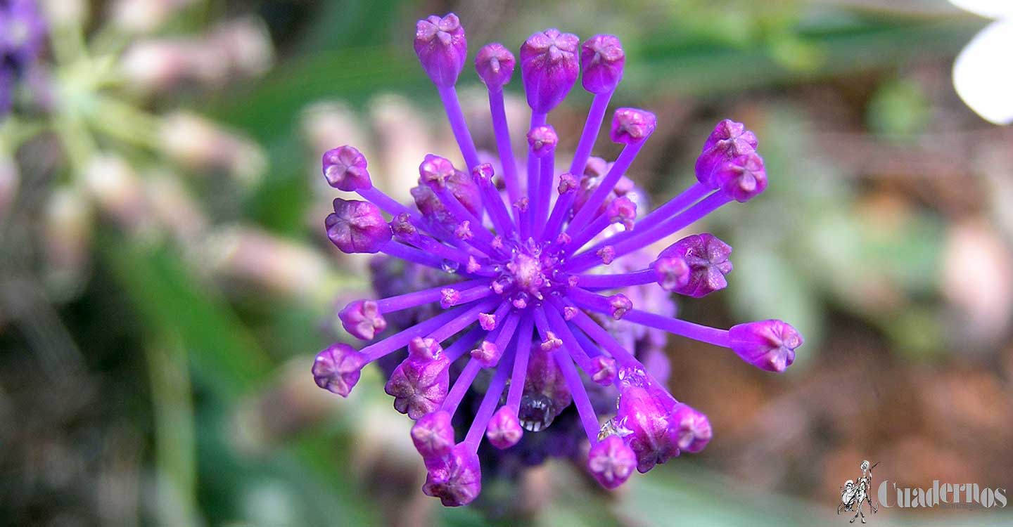 Plantas silvestres de la Comarca de Tomelloso : Muscari comosum (L.) Miller