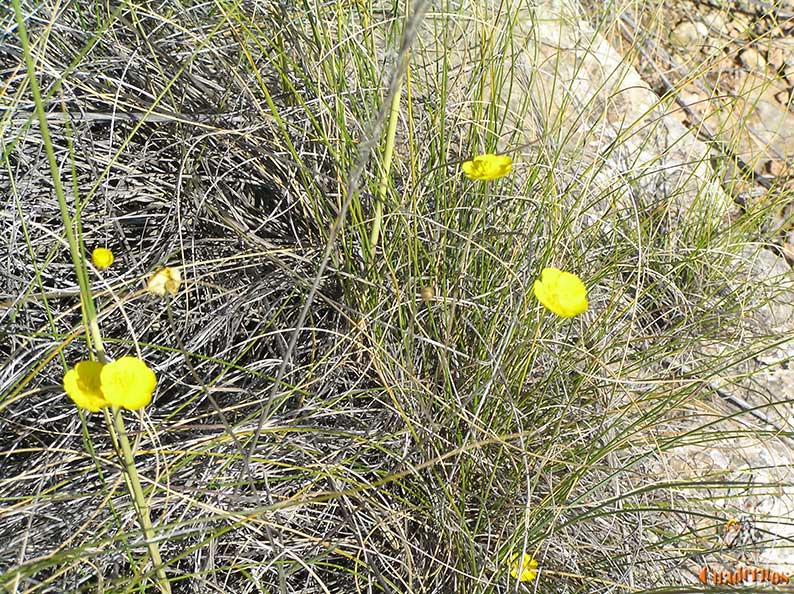 Ranunculus gramineus L.