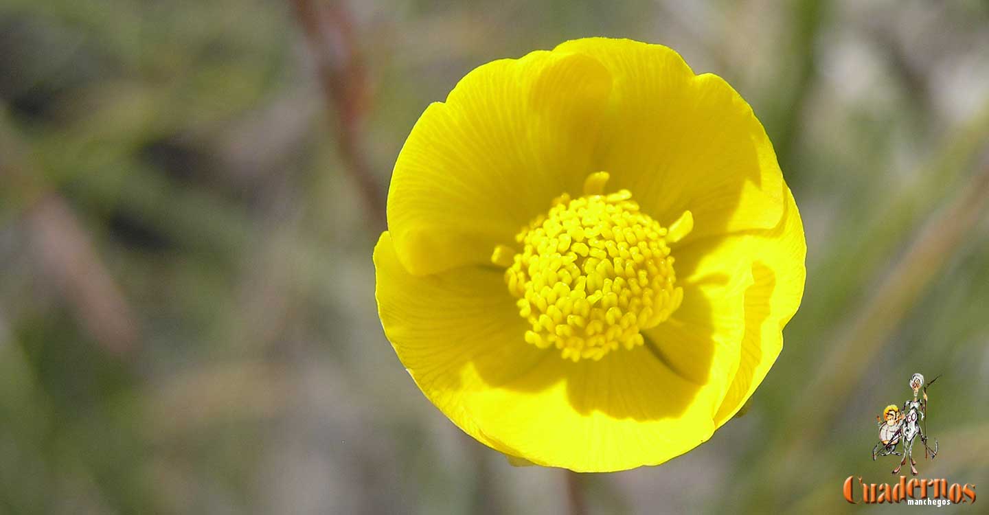 Plantas silvestres de la Comarca de Tomelloso : Ranunculus gramineus L.