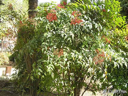 Plantas Venenosas Nandina doméstica Thunb.