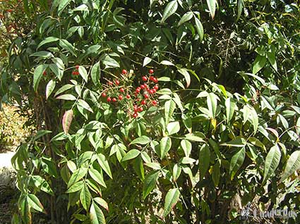 Plantas Venenosas Nandina doméstica Thunb.