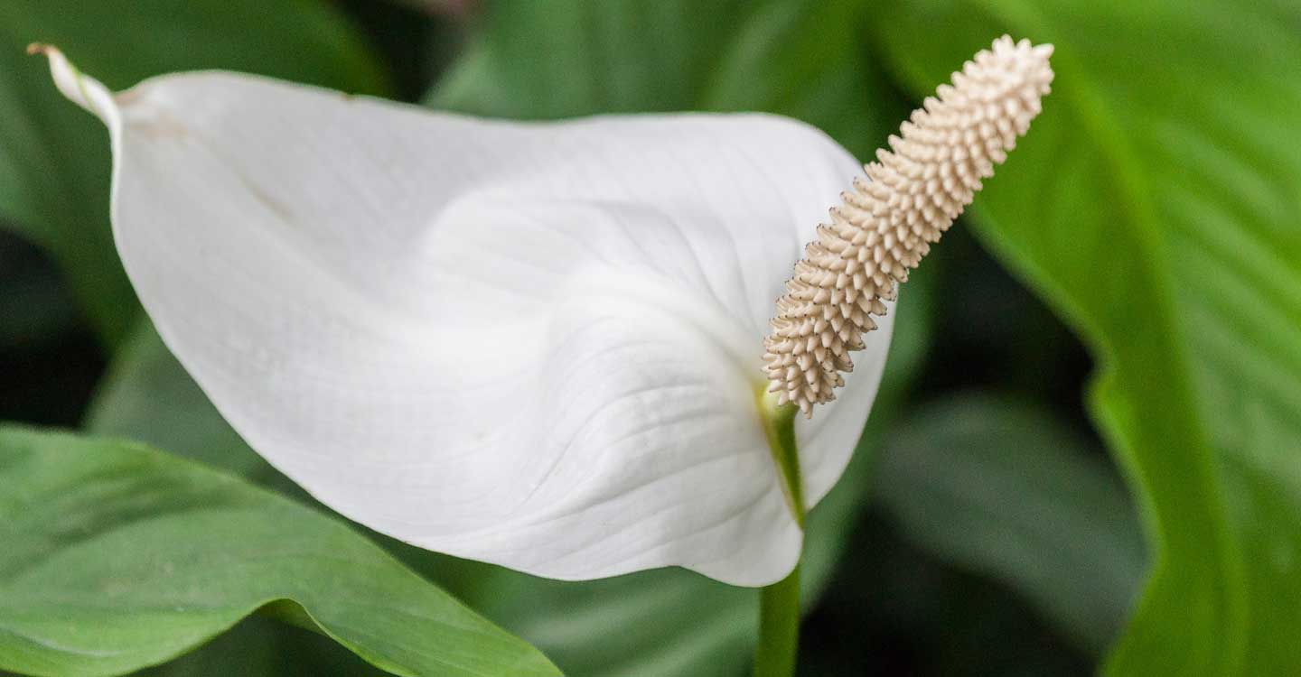 Plantas de Tomelloso catalogadas como venenosas (XIII) 